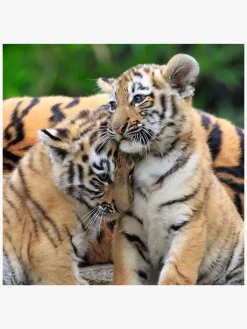 Ravensburger Puslespil Panda, Lion and Tiger 3x49 Brikker